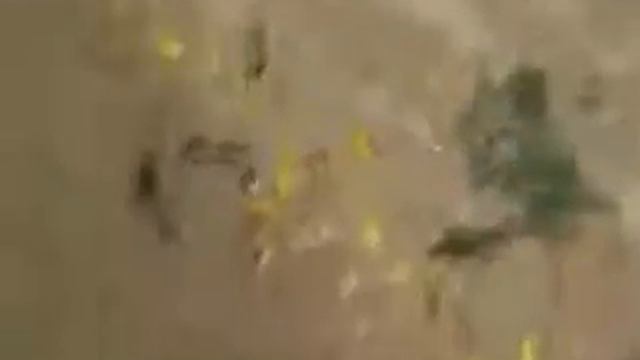 Gator fishing смотреть онлайн