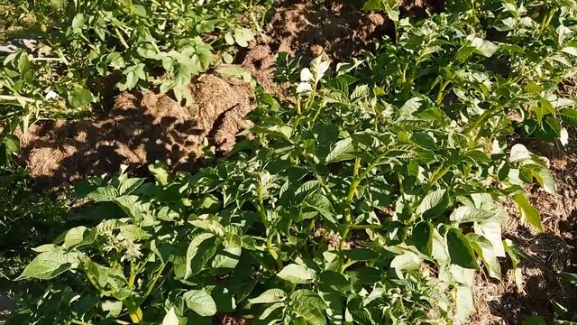 Июнь - дела садовые серия № 6 смотреть онлайн