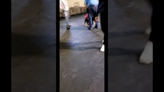 Dreamer puppy class 16 weeks смотреть онлайн