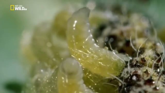 Удивительные насекомые. Мир природы, дикие животные. смотреть онлайн