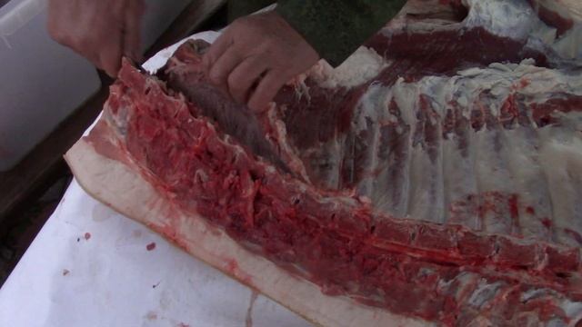 " Аргун 2 " - универсальный нож в стиле танто от ООО ПП Кизляр .Выживание .Тест №79 смотреть онлайн