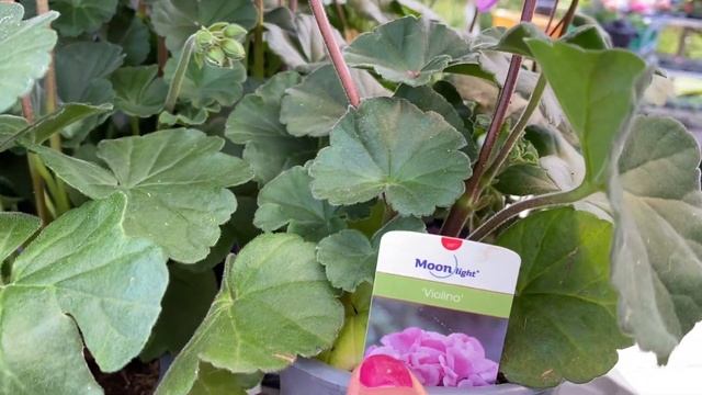 ПЕЛАРГОНИЯ Moonlight! Королевские Пеларгонии ОБЗОР Сортов Pelargonium Moonlight London ?????? смотреть онлайн