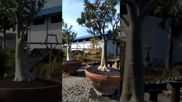 Bahan bonsai adenium somalense смотреть онлайн