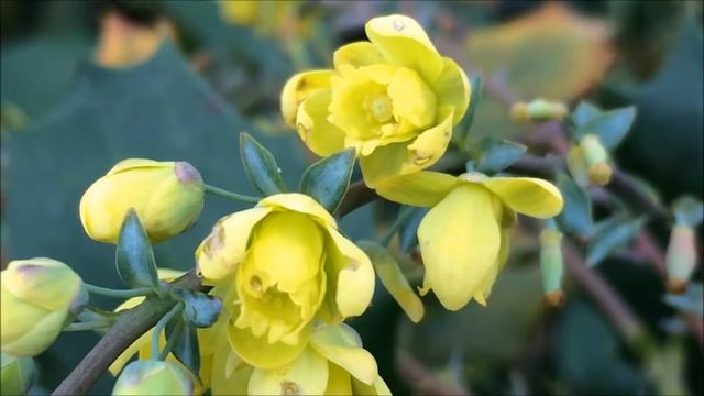 Mahonia (Mahonia aquifolium) - flowers close up - December 2017 смотреть онлайн