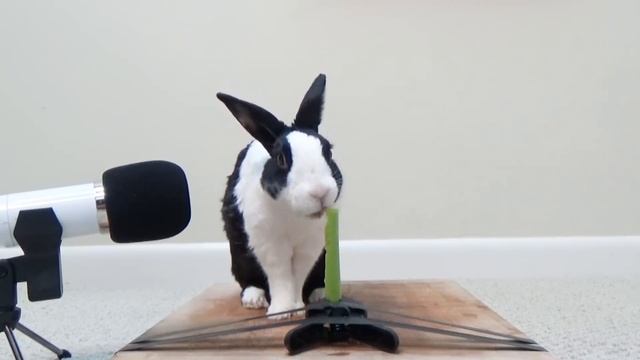 Rabbit eating crunchy celery! ASMR смотреть онлайн