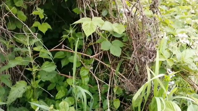 Про калину и малину. И про Шурочку-Мурочку. смотреть онлайн