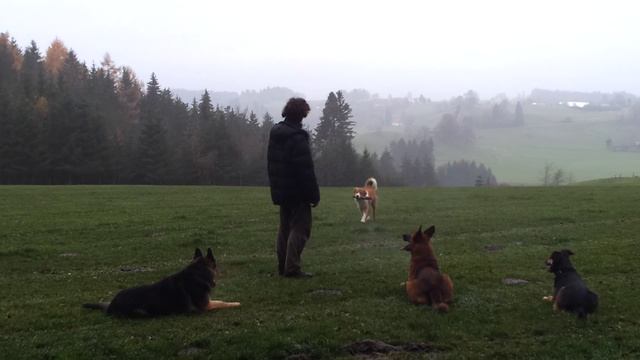 Hundeschule Allgäu смотреть онлайн