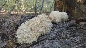 Возможно самый красивый гриб! ЕЖОВИК КОРАЛЛОВИДНЫЙ! Гриб занесённый в Красную Книгу.