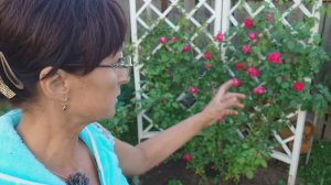 Видео привет с 6 соток 3 июля 2024 года.