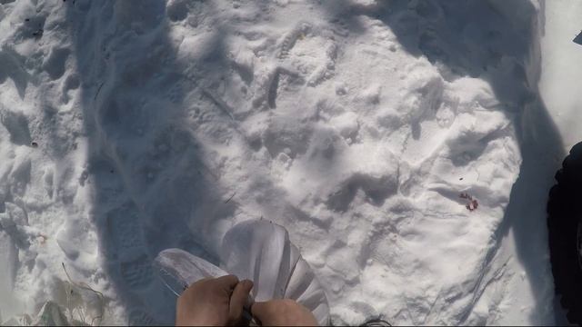 РАЗВЕДЕНИЕ КРОЛИКОВ В ЛЕСУ/ завезли домашних кроликов в лес смотреть онлайн