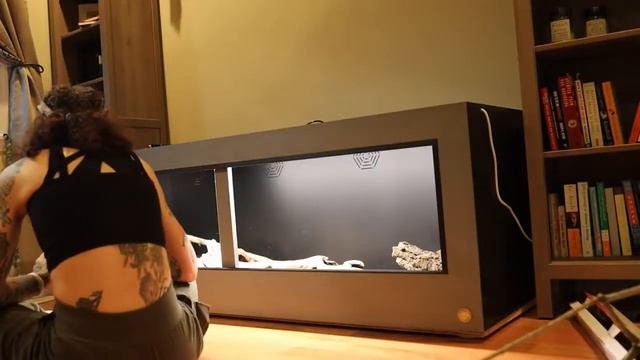 Toad Ranch Build! Enclosure Upgrades for Tui & Aries смотреть онлайн