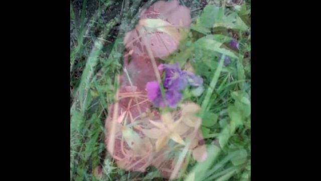 Мак "ШЕЛКОВЫЙ МУАР" - поэтическое название + красота в саду!.. смотреть онлайн