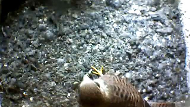 From Internet Camera(Turmfalken[03:1A:A5])2014/06/23,14:07:13_D смотреть онлайн