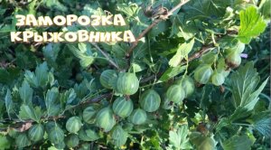 Заморозка крыжовника двумя способами ВКУС МОРОЖЕНОГО ФРУКТОВЫЙ ЛЕД.mp4