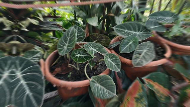 BLACK VELVET ALOCASIA смотреть онлайн
