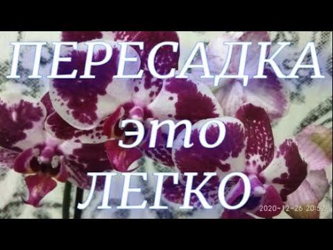 Пересадка орхидей Sparking Moments и Asian Pearl в закрытую систему