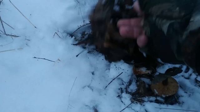 ❕Грибная разведка в ❄️заснеженном?️ лесу❗ Грибы грибами, а в ⛄сказке☃️ побывали❗ 9 января 2022 года смотреть онлайн