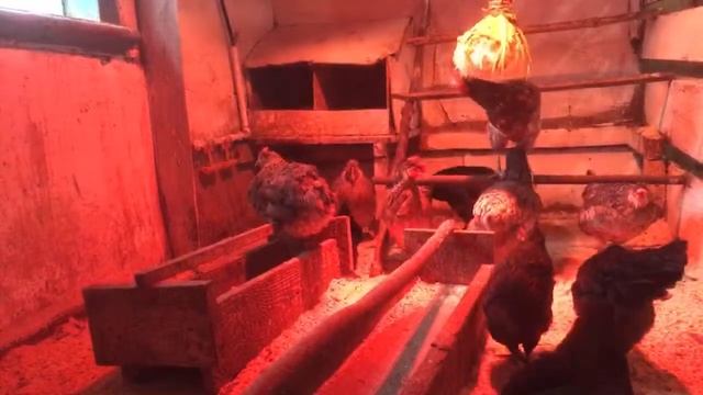 Прямой эфир из курятника! Ухейилюй куры ! смотреть онлайн