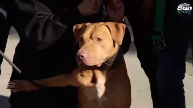 Terence Crawford pitbull dogs from Chico Lopez смотреть онлайн