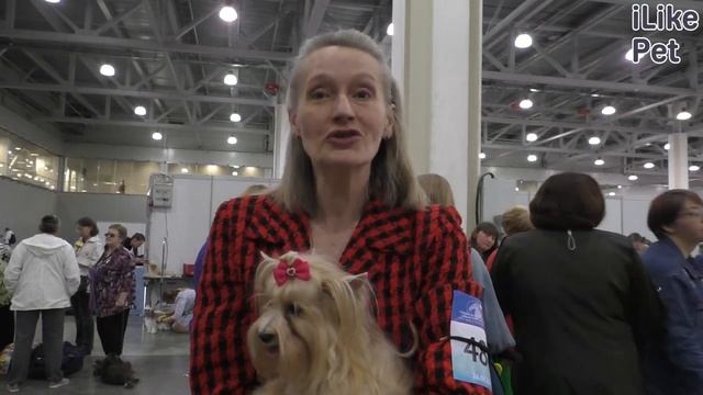 Как ухаживать за русской салонной собакой? смотреть онлайн