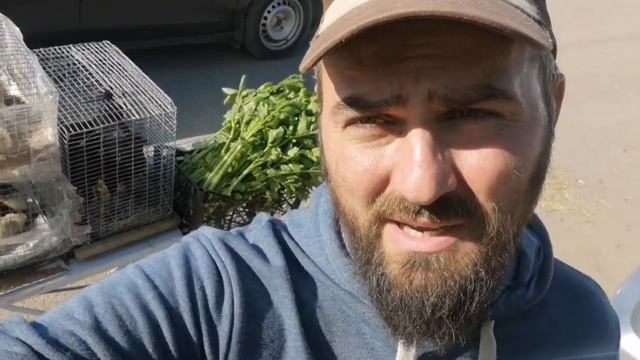 Птичий рынок продаю утят, курят, сельдерей и грибочки смотреть онлайн