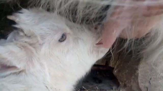 фунтик сосёт ГРОМКО VID 20200416 134150 смотреть онлайн