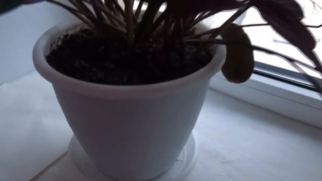 Марантовые смотреть онлайн