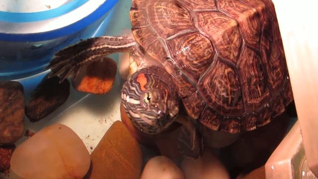 Черепаха любит сушеные креветки смотреть онлайн