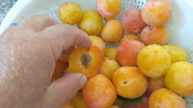 #exoticplants #exotic Априум ( гибрид абрикоса и сливы) смотреть онлайн