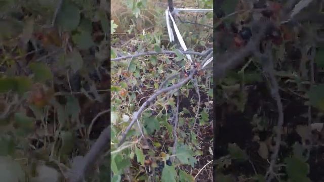 Как убрать Черную смородину смотреть онлайн