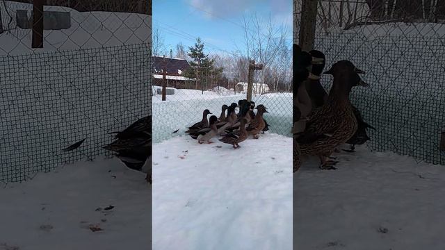 Утки2 Нижегородские😁 смотреть онлайн