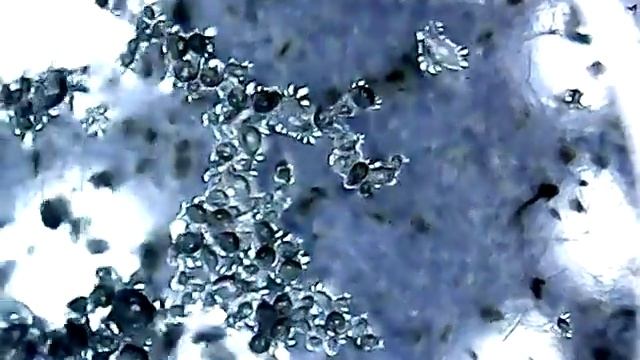 Daphnias & Copepods (Zooplankton) смотреть онлайн