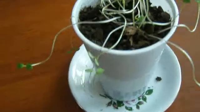 Хойя - восковой плющ смотреть онлайн