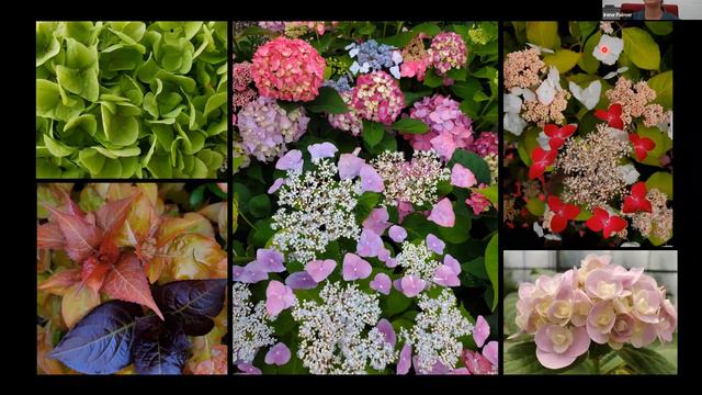 Heavenly Hydrangeas смотреть онлайн