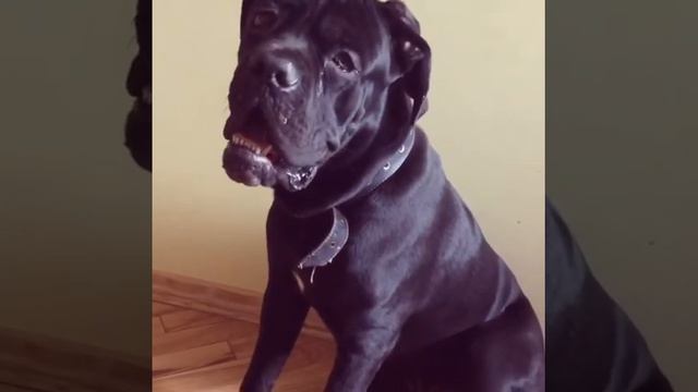 Кане Корсо Тайсон, найкращий друг. смотреть онлайн