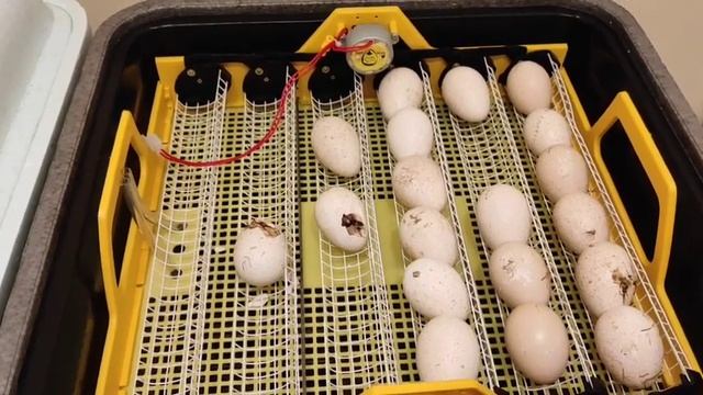 ИНДЮШАТА С ИНКУБАТОРА. ВЫВОД ИНДЮШАТ В ИНКУБАТОРЕ. ТЕПЛУША БЬЁТ РЕКОРДЫ. ? ПРОЦЕНТНЫЙ ВЫВОД.. смотреть онлайн