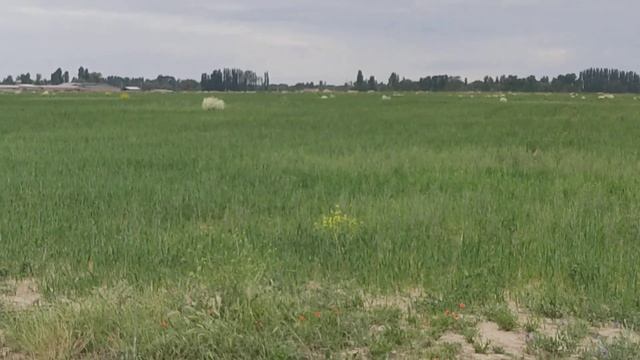 (1294) собаки охотятся на лису смотреть онлайн