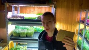 На какой субстрат сажать микрозелень? Кокосовый субстрат, Агровата, Джутовые коврики?