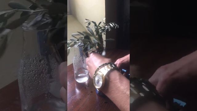 Маслины как вырастить дома, черенкование оливок. Видео 2. смотреть онлайн