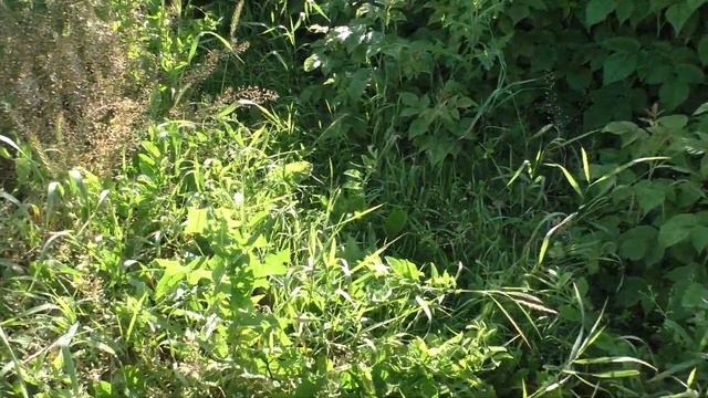 Поездка на дачу 2 июля 2022 год смотреть онлайн