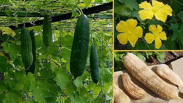 Как Выращивать  Люффу В Домашних Условиях