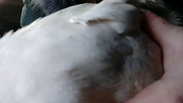 Цесарки. Кто они? Самцы или самки? /Дом в Сибири смотреть онлайн