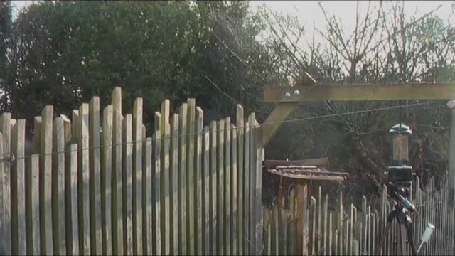 микс Белки разных пород 🐿️🐿️🐿️ смотреть онлайн