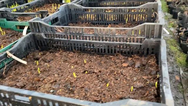 2021 продолжаем доращивать мелкую луковицу смотреть онлайн