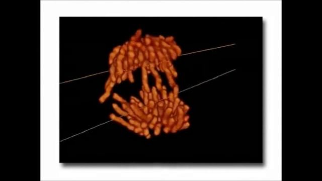 Жизненный цикл клетки смотреть онлайн