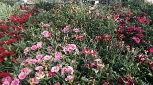 Гвоздика садовая. Обзор. Готовимся к следующему году!