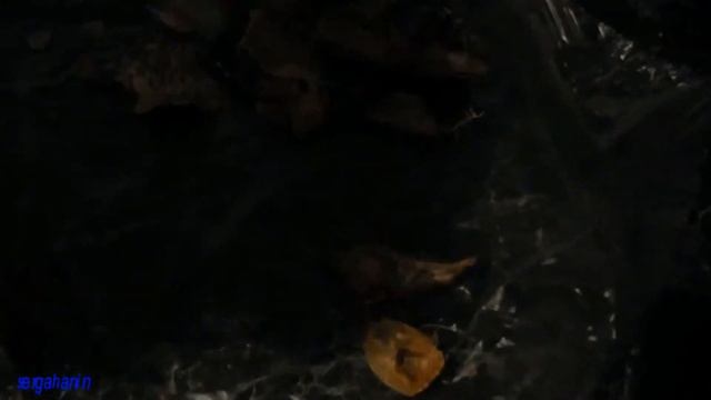 КАК ЧИСТИТЬ РЫБУ ВОБЛА К ПИВУ