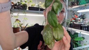 Хойи. Обзор коллекции Май 2023