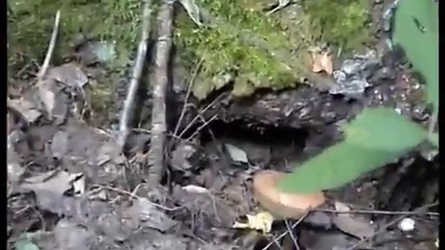 Редкий гриб - Подосиновик Белый. Рядовки Коричневые. Подосиновики. Грибы Навозники. смотреть онлайн