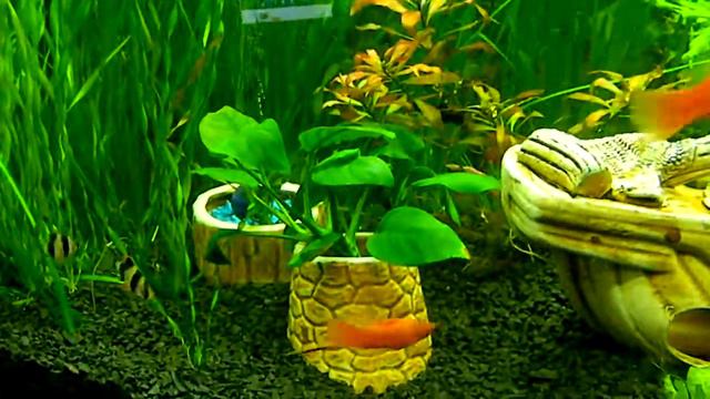 Мой аквариум смотреть онлайн